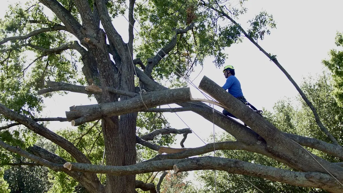 Professional Crown Thinning performed by certified arborists in Mossville