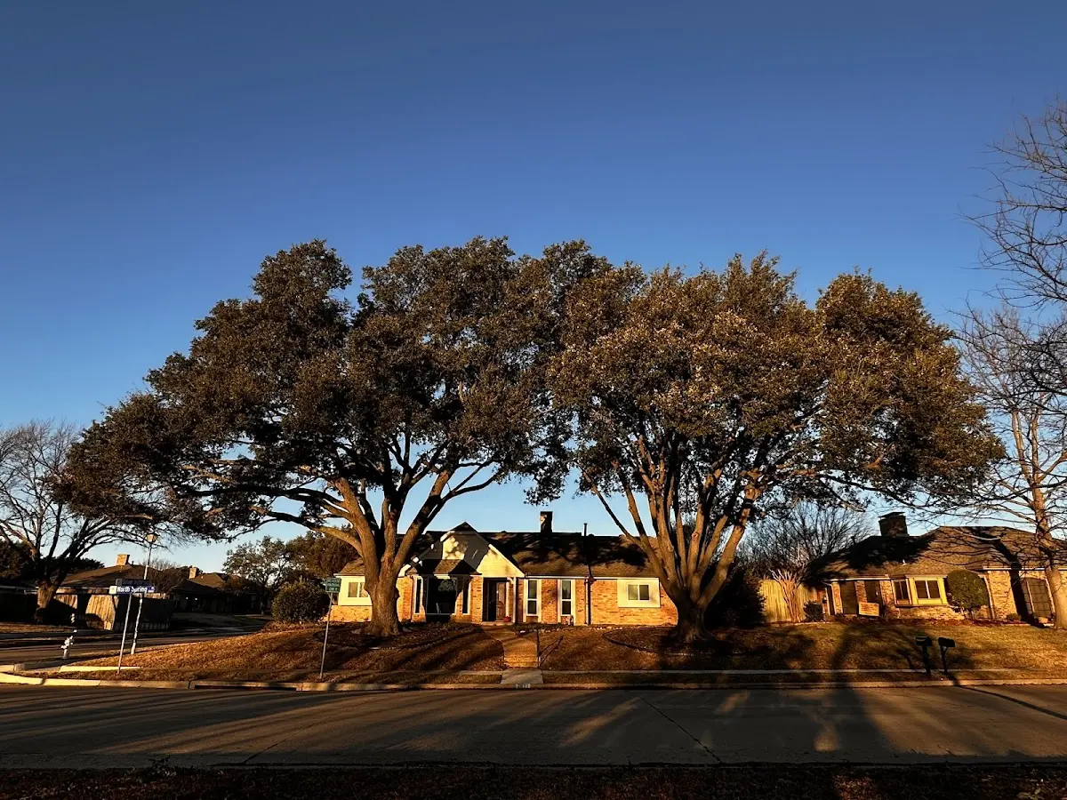 Established residential canopy tree shading a home in Mossville